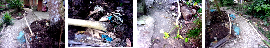 Images of fallen papaya tree in
        tropical backyard