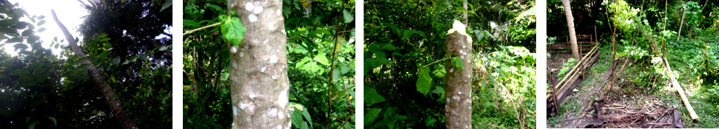 Images of tropical backyard papaya
        tree being trimmed