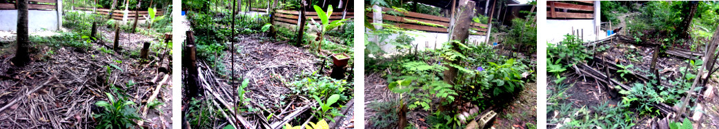 Images of disused tropical backyard
        animal pens becoming fertile garden