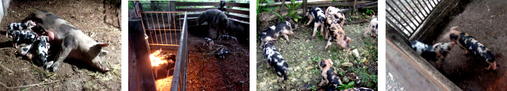 Images of tropical backyard piglets