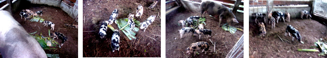 Images of three week old tropical
          backyard piglets