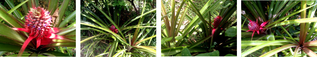 Images of tropical backyard pineapple
        fruiting