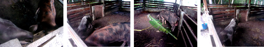 Images of tropical backyrd pigs