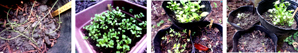 Images of potted seedlings in tropical bckyard