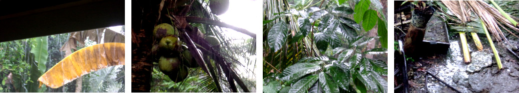 Images of rain in tropical backyard