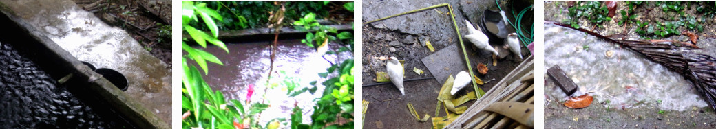 Images of rain in tropical backyard