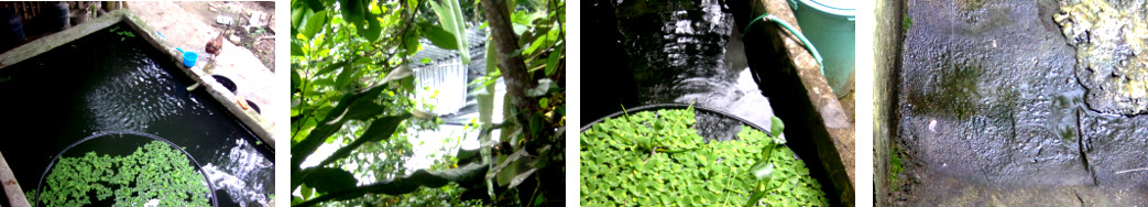 Images of very light tropical rain