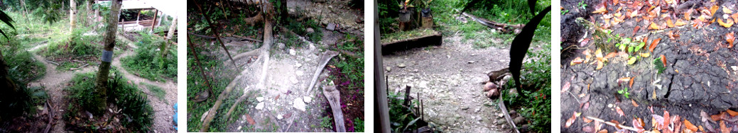 Images of tropical backyard garden
        drying out