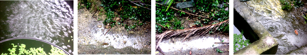 IMages of rain in tropical backyard