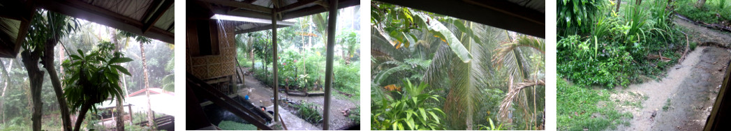 Images of heavy rain in tropical backyard