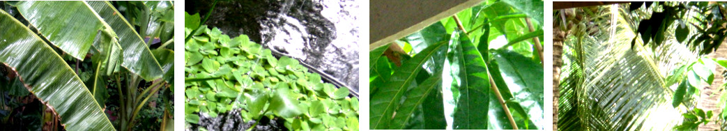 Images of rain and sun in tropical backyard