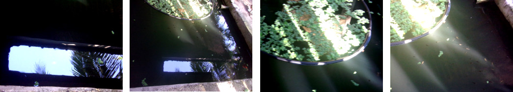 Images of evening reflections in
        tropical backyard fish pond