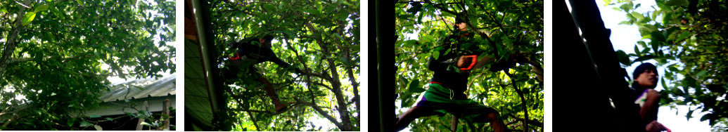 Images of man trimming branches from
        tropical house roof