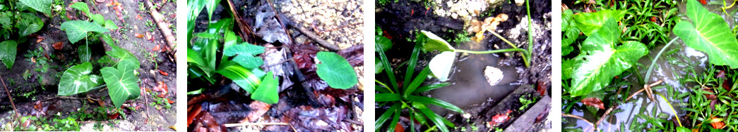 Images of gabi planted in drainage
        canals in tropical backyard garden