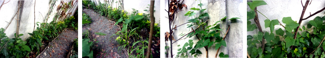 Images of plants growing next to a tropical backyard
        wall