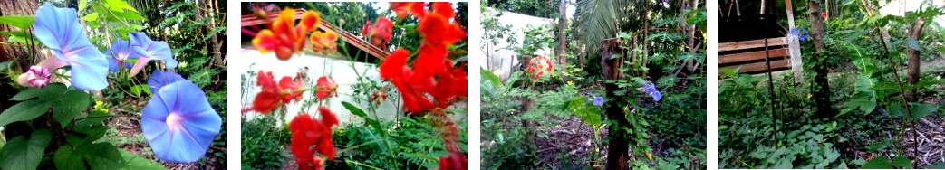 Images of vine creeping up a wire arch in tropical
        backyard