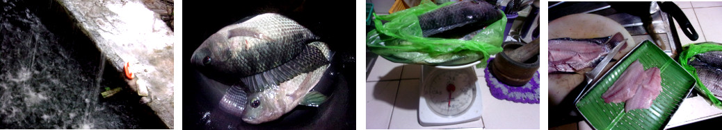 Images of tropical backyard fish washed
        from pond being prepared as food