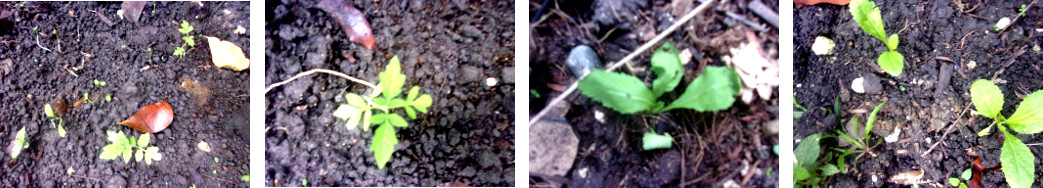Images of transplanted seedlings in tropical backyard