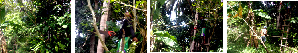 Images of tropical backyard tree being
        cut back