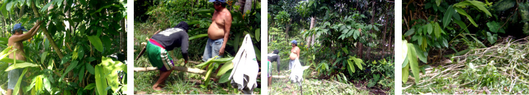 Images of tropical backyard tree being trimmed