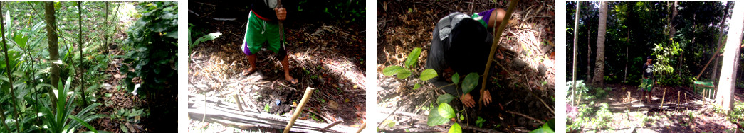 Images of tropical backyard avocado
        tree being transplanted