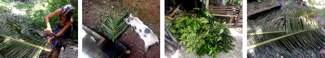 Images of tropical backyard tree trimmings being made
        ready for use as animal forage