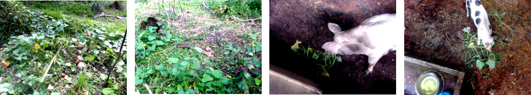 Images of vegetable patch being
        cleaned up in tropical backyard