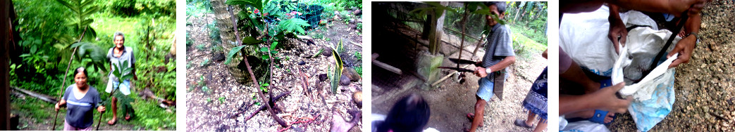 Images of Breafruit cutting being put in a sack with
        soil to grow more rootes before replanting