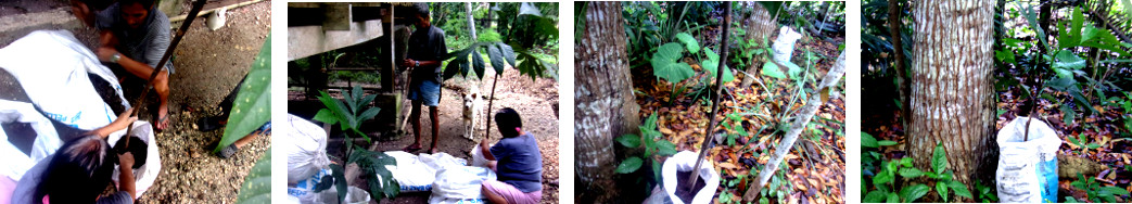 Images of Breadfruit seedlings being prepared for
        replanting after several months