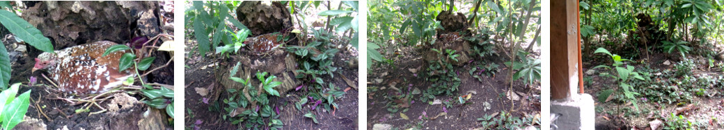 Images of native hen with eggs hiding
        in tropical backyard garden