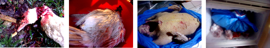 Images of wounded tropical backyard
        duck slaughtered