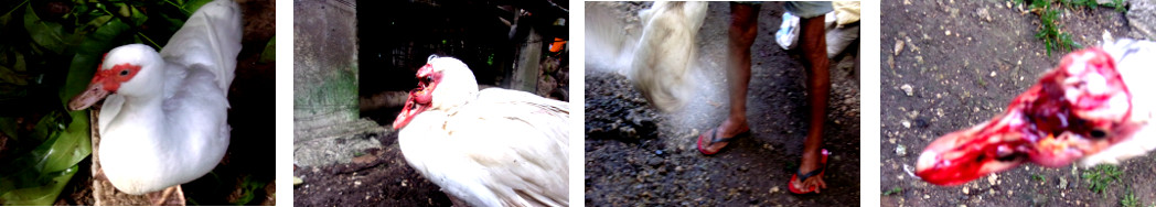 Imags of tropical backyard duck
        wounded by pig while stealiing its food