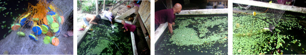 Images of fishing for Tilapia in tropical backyard pond