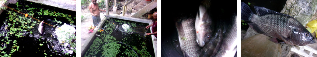 Images of fishing for Tilapia in tropical backyard pond