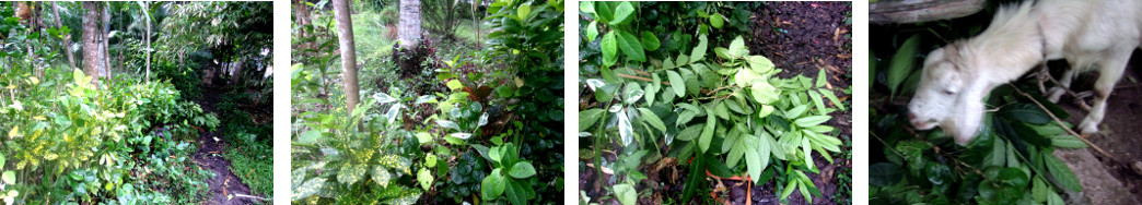 Images of tropical backyard hedge
        trimmed and fed to goat