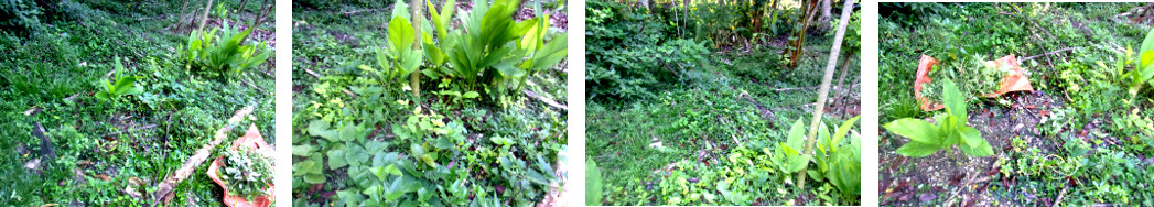 Images of weeds being cleared from
        tropical backyard garden patch