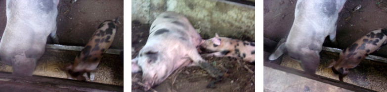 Images of a happy tropical backyard
        piglet