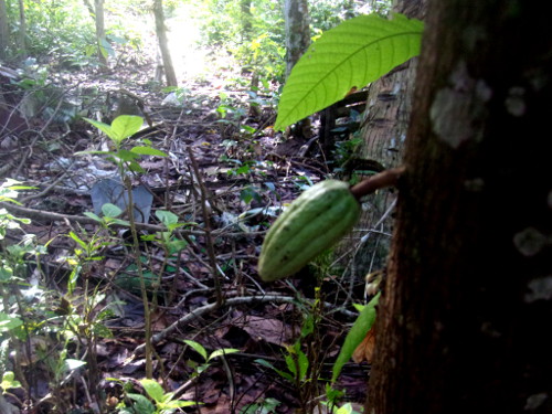 Image of Cacao pod growing on tree in
        tropical backyard