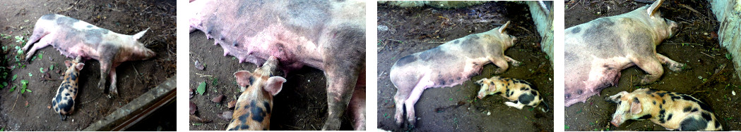 Images of tropical backyard piglet
        with his mother