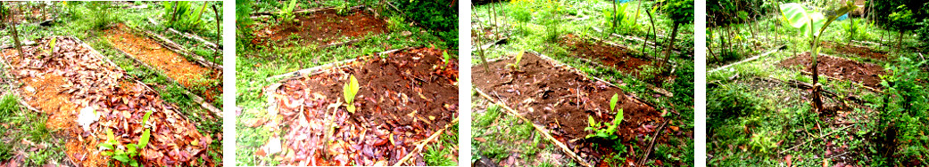 Images of mulched garden patches in
        trpical backyard