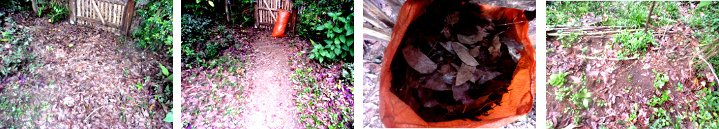 Images of dead leaves being used as
        mulch in tropical backyard