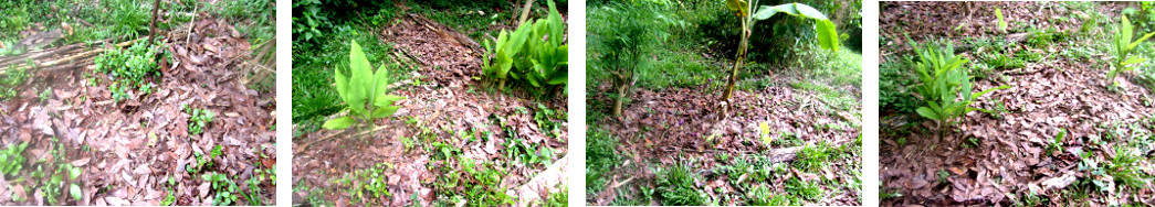 Images of dead leaves being used as mulch in tropical
        backyard