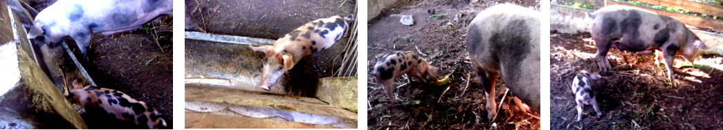 Images of tropical backyard runt with mother