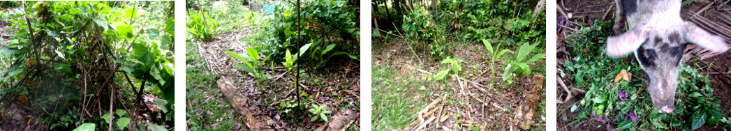 Images of tropical backyard garden patch cleared of
        weeds which are then fed to pigs