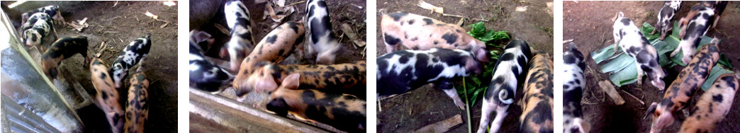 Images of tropical backyard piglets