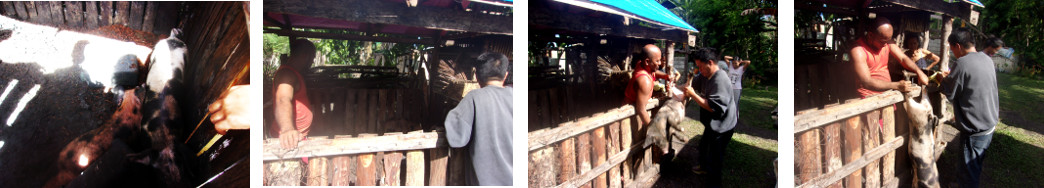 Images of tropical backyard piglets
        being castrated