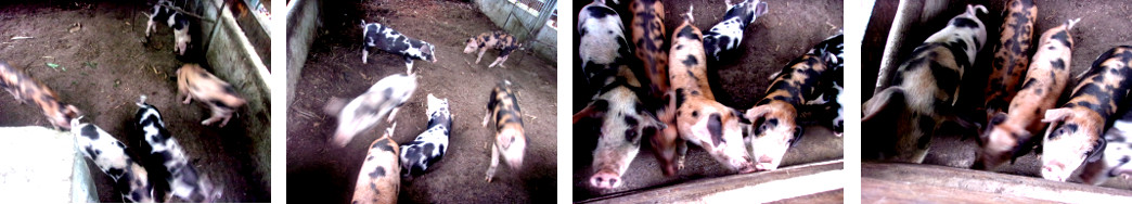 Images of tropical backyard piglets
        after revcovering from scour