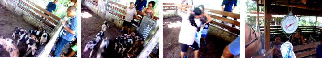 Images of tropical backyard piglets
        being caught