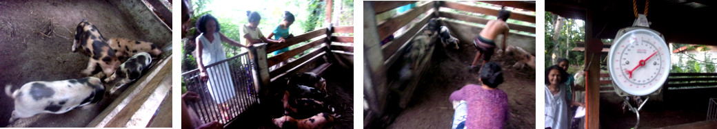 Images of tropical backyard piglets
        being caught