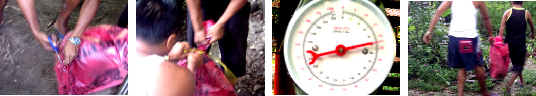 Images of tropical backyard piglets being bagged